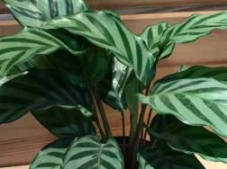 彩虹竹芋水养方法