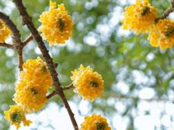 结香花怎样修剪