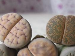 石生花皱了是什么原因