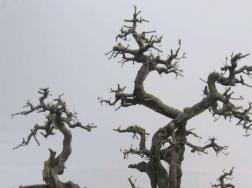 雀梅盆景夏天怎么养护