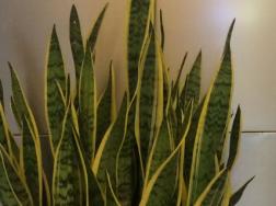 虎皮兰刚栽完要浇水吗