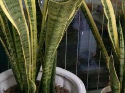 虎皮兰多久开一次花