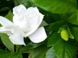 栀子花几月移栽好