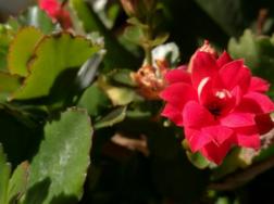 长寿花冬季怎么养殖