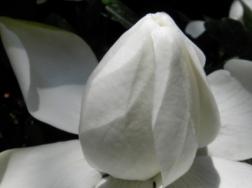 栀子花的花期多长时间