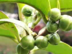 茶花春天可以剪枝吗