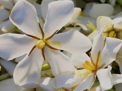 斑叶栀子花有几种