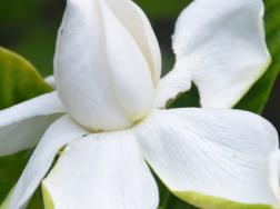栀子花能水培吗
