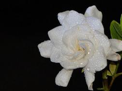 栀子花有虫怎么办
