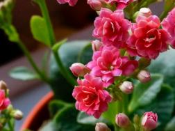 长寿花怎么控光