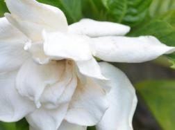 栀子花不长花苞是什么原因