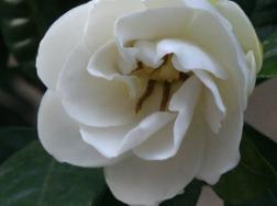 栀子花用什么土养比较好
