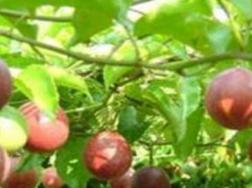 百香果怎么促花芽分化