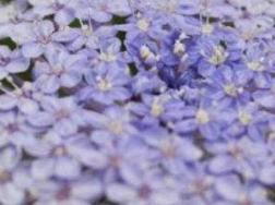 翠珠鲜切花的养护