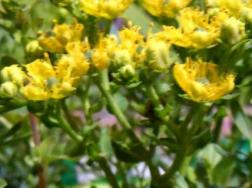如何养云香花