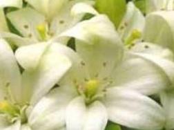 芸香花怎么养