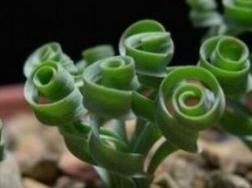 多肉弹簧草养殖方法