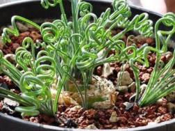 细叶弹簧草怎么养