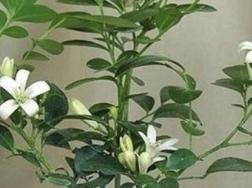 九里香树桩的养护方法