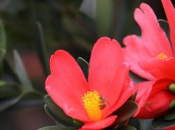 四季红山茶怎么养