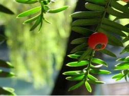 红豆杉的功效与作用，红豆杉八大功效与作用