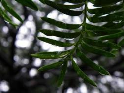 红豆杉怎么繁殖，红豆杉繁殖方法