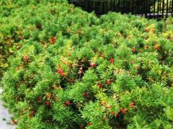 红豆杉会开花吗，红豆杉悉心养护三年能开花结果