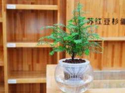 红豆杉可以水培吗，红豆杉水培方法
