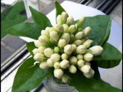 茉莉花可以水培吗，茉莉花水培方法