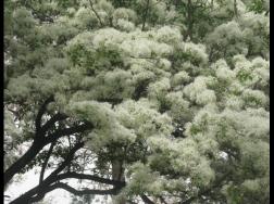 六月雪怎么浇水，六月雪浇水方法