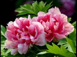 牡丹花什么时候开，牡丹花在每年5月开花(一年开一次)