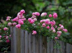 蔷薇花的养殖方法和注意事项，八大养殖方法和注意事项