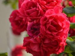 蔷薇花的花语和传说，蔷薇花象征着爱情与爱的思念