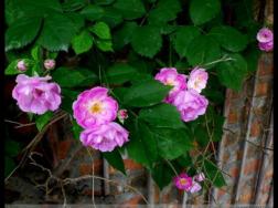 蔷薇花什么时候开花，蔷薇花花期在4-9月(开花半年)