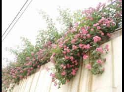 蔷薇花的养殖方法，掌握八大方法就可养好