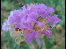 紫色蔷薇花图文片，紫色蔷薇花代表禁锢的爱情