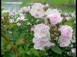 蔷薇花的种类，蔷薇花最受欢迎八大品种