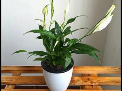 一帆风顺花蔫了怎么办，教你四种解决办法(花大色艳)