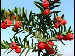 红豆杉的养殖方法和注意事项，七大基本方法养殖郁郁葱葱