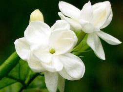栀子花开完花怎么处理，教你四种简单操作方法