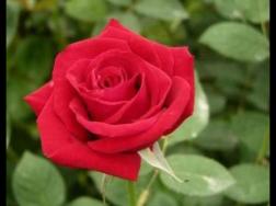 玫瑰花功能与主治：美白护肤、利尿、丰胸、抗病毒