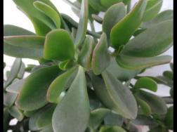 盆栽燕子掌的养殖方法，教你八大基本方法可生长的青翠碧绿