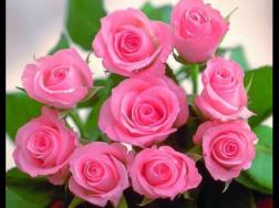 玫瑰花种类有哪些，欣赏最好看的五大品种(寓意深刻)