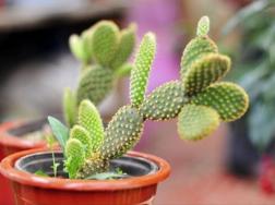 仙人掌怎么养可以又粗又壮，做到四个要点高枕无忧(健壮)