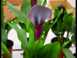 紫色马蹄莲花语是什么，代表着一种单纯的爱