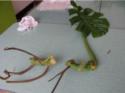 龟背竹的扦插方法，以10厘米枝条为主/注意保留气生根