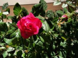 迷你玫瑰的养殖方法和注意事项