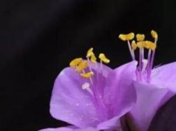 紫罗兰鲜切花养护