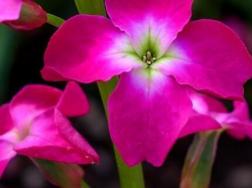 紫罗兰插花养护