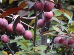 紫叶李的果子什么时候成熟